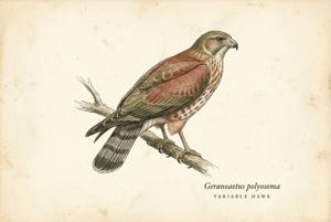 Variable Hawk illustration
