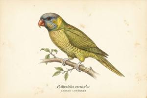 Varied Lorikeet illustration