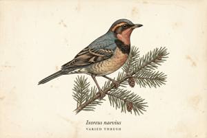 Varied Thrush illustration