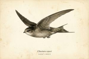 Vaux's Swift illustration