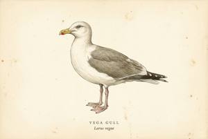 Vega Gull illustration