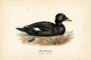 Velvet Scoter illustration