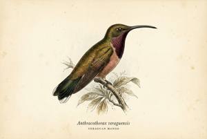 Veraguan Mango illustration