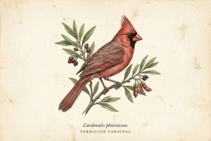 Vermilion Cardinal illustration