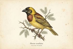Village Weaver illustration