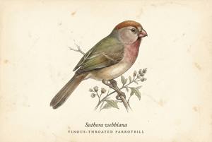 Vinous-throated Parrotbill illustration