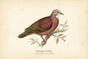 Violaceous Quail-Dove illustration
