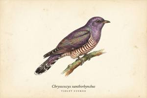 Violet Cuckoo illustration