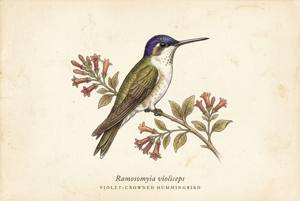 Violet-crowned Hummingbird illustration
