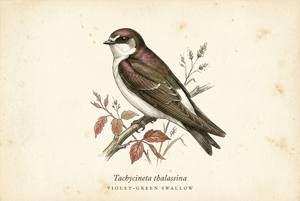 Violet-green Swallow illustration