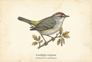 Virginia's Warbler illustration