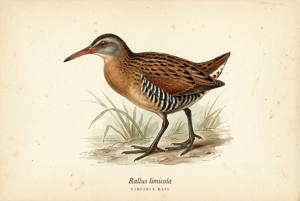 Virginia Rail illustration