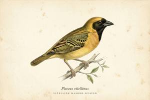Vitelline Masked-Weaver illustration