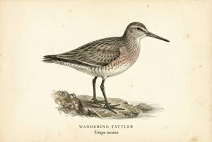 Wandering Tattler illustration