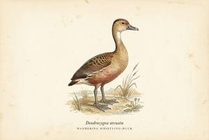 Wandering Whistling-Duck illustration
