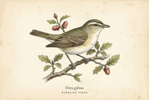 Warbling Vireo illustration
