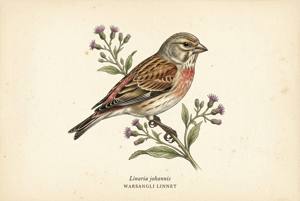 Warsangli Linnet illustration