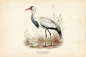Wattled Crane illustration