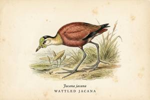 Wattled Jacana illustration