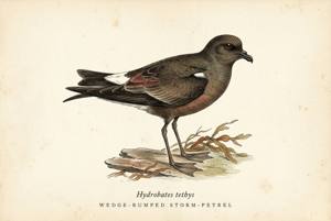 Wedge-rumped Storm-Petrel illustration