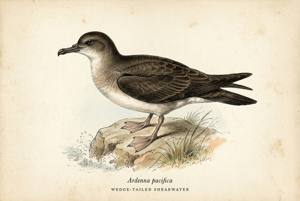 Wedge-tailed Shearwater illustration