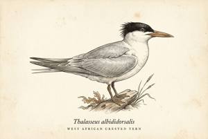 West African Crested Tern illustration