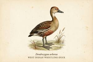 West Indian Whistling-Duck illustration