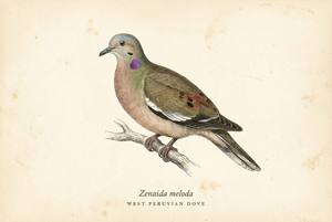 West Peruvian Dove illustration