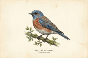 Western Bluebird illustration