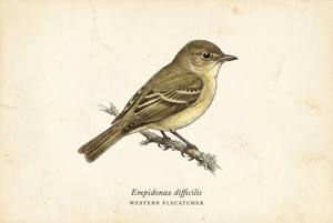 Western Flycatcher illustration