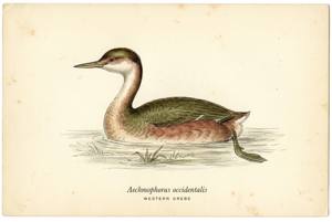 Western Grebe illustration