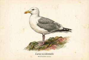 Western Gull illustration