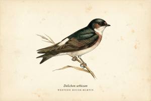 Western House-Martin illustration