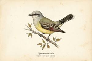Western Kingbird illustration