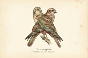 Western Marsh Harrier illustration