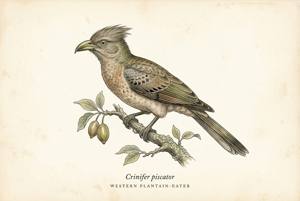 Western Plantain-eater illustration