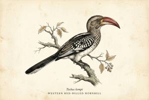 Western Red-billed Hornbill illustration