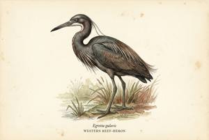 Western Reef-Heron illustration
