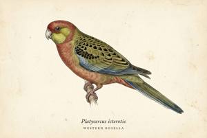 Western Rosella illustration