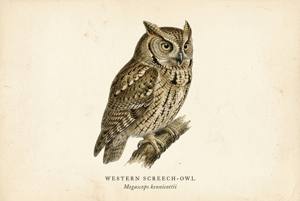Western Screech-Owl illustration