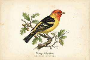 Western Tanager illustration