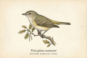 Western Warbling Vireo illustration