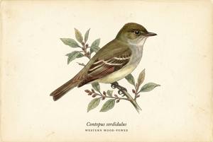 Western Wood-Pewee illustration