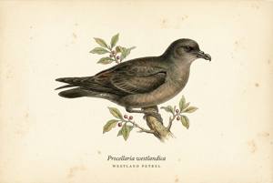 Westland Petrel illustration