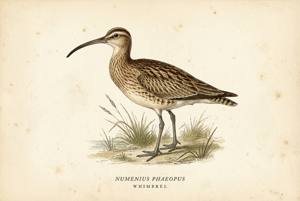 Whimbrel illustration