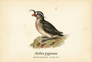 Whiskered Auklet illustration