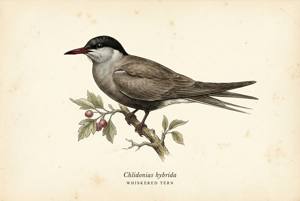 Whiskered Tern illustration