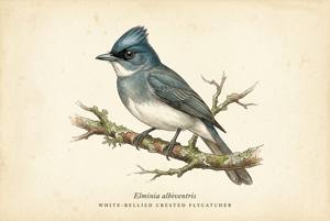 White-bellied Crested Flycatcher illustration