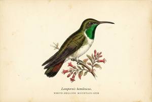 White-bellied Mountain-gem illustration