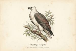 White-bellied Sea-Eagle illustration